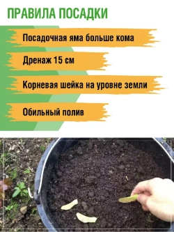 Саженец Клен Татарский