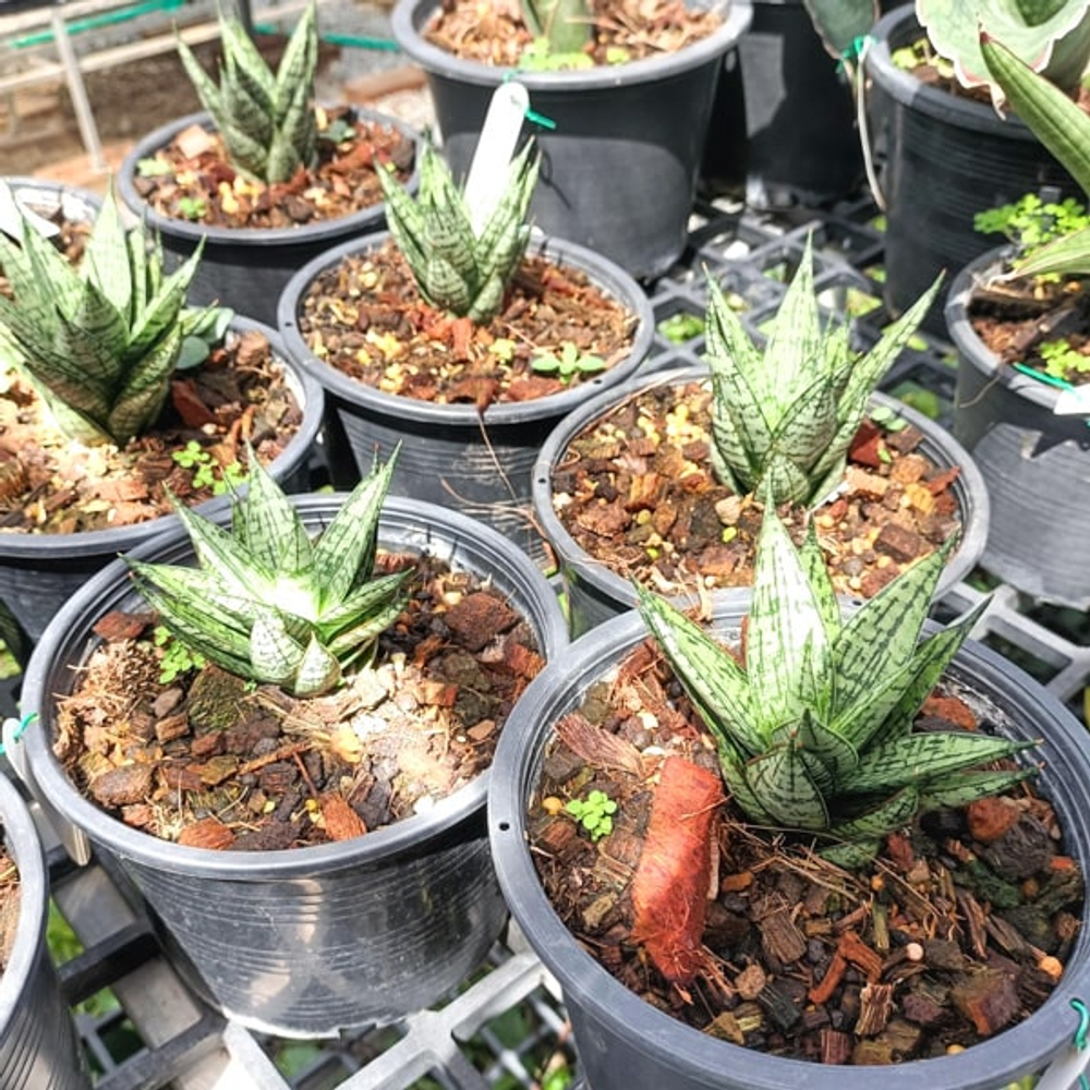 Сансевиерия MARGARITA