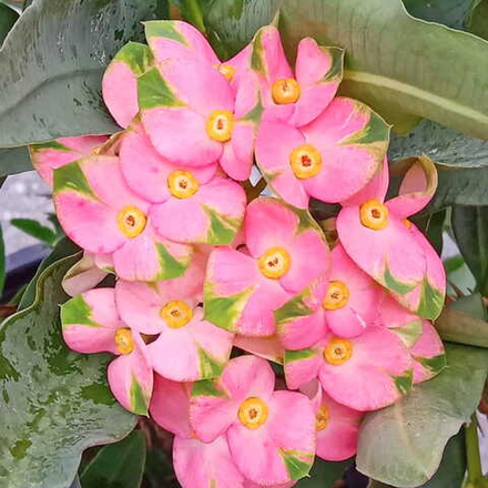 Эуфорбия Миля PINK BUTTERFLY