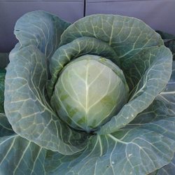 Капуста б/к ранн. Фул Мун F1 10шт ВитаГрин ЭКСТРА