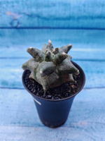 Astrophytum Myriostigma monstrosa (Астрофитум)