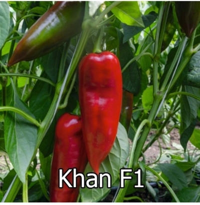 Перец Хан F1 - Khan F1 (новинка) 1000 семян