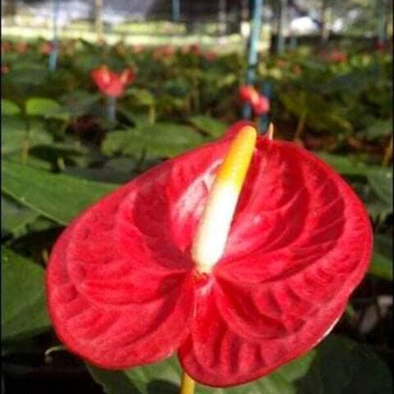 Антуриум Андрэ RED THAI р. МИНИ