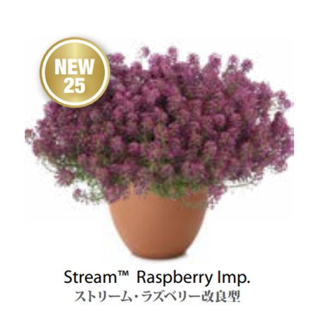 ЕВРО Лобулярия Алиссум Stream Raspberry НЕукор черенок середина ноября 25