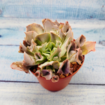 Echeveria Trumpet Pinky (Эхеверия)
