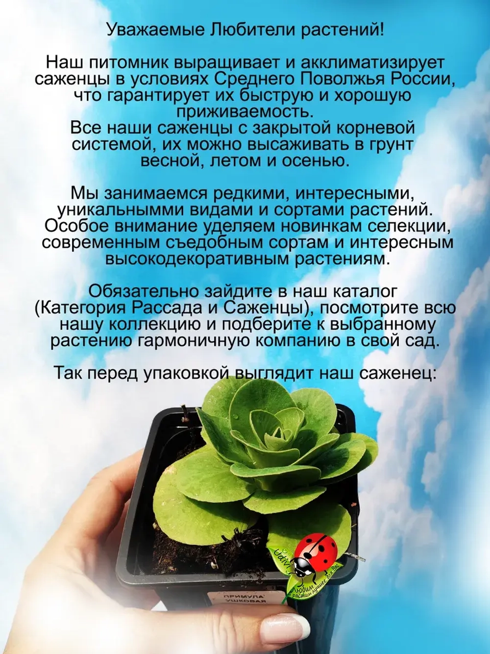 Примула Ксавьер ушковая первоцвет