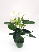 Антуриум (мужское счастье)