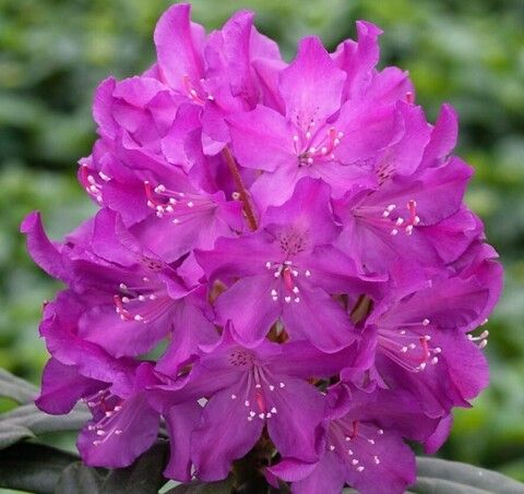 Рододендрон гибридный Болеслав Хробрый