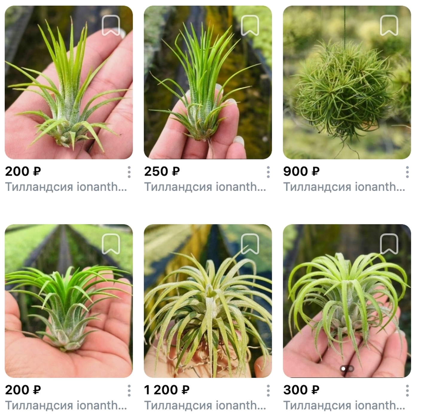 Предзаказ Тилландсии Таиланд, поставка S13 июнь 2026