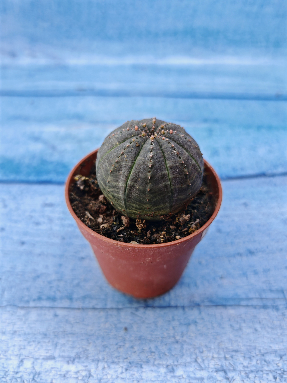Euphorbia Obesa (Эуфорбия)