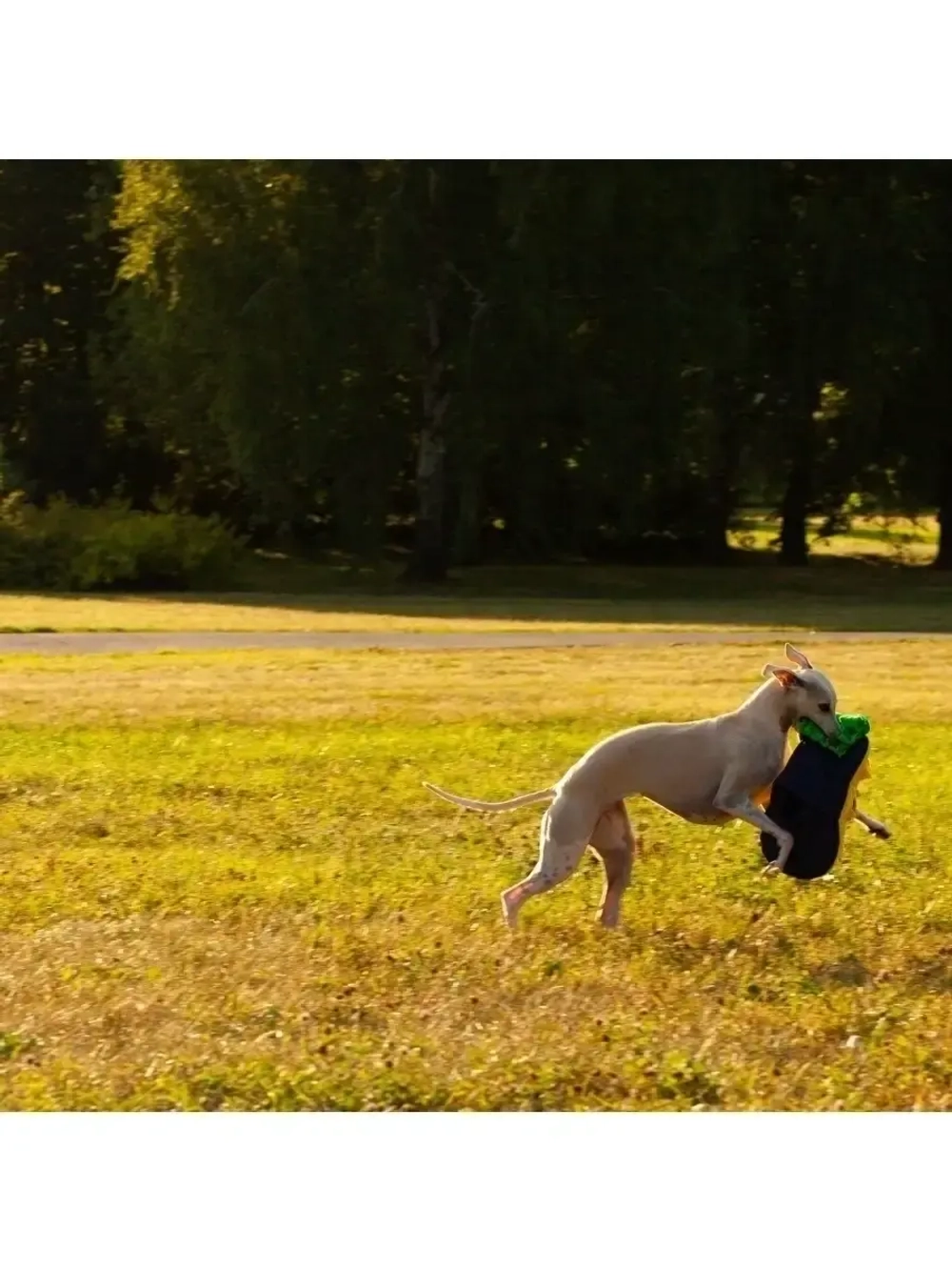 Нюхательный коврик для собак и лакомств