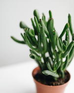 Толстянка Хоббит