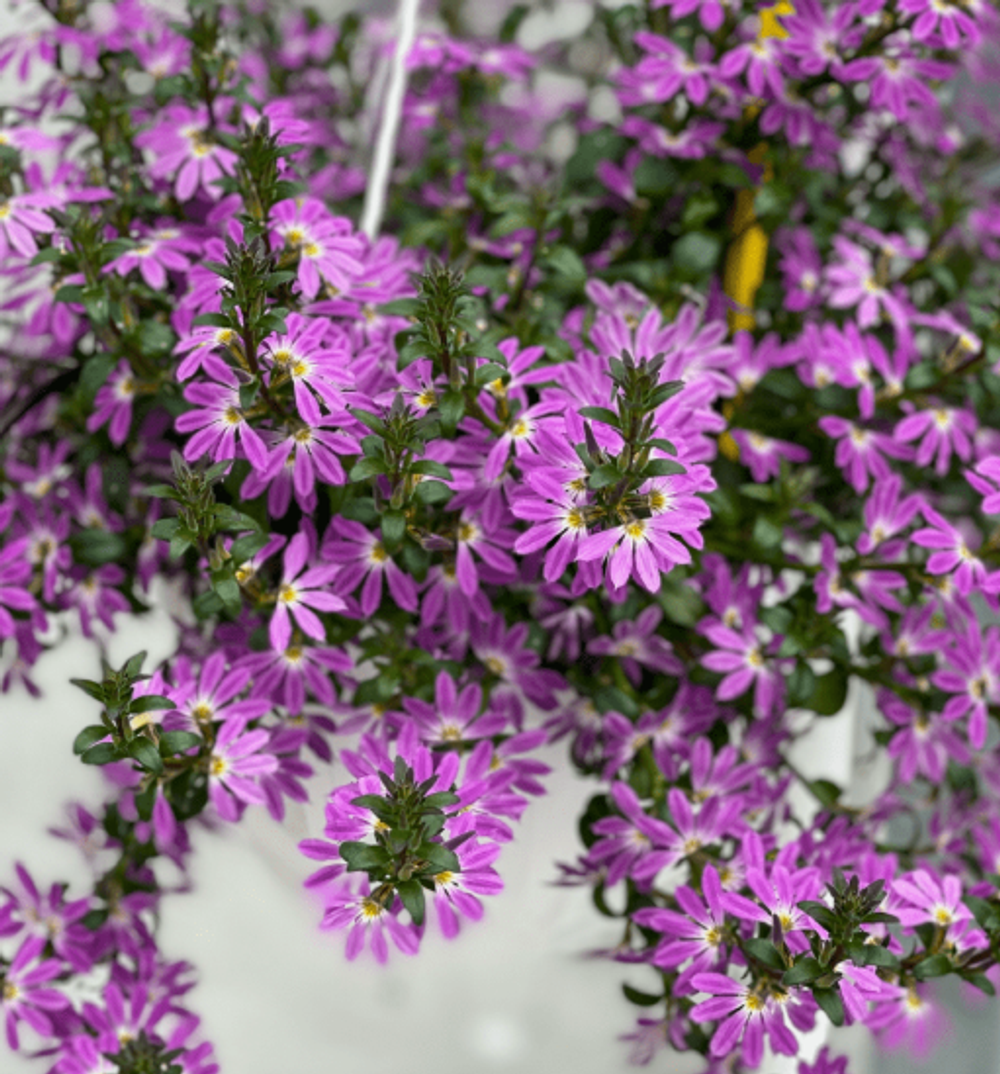 ЕВРО Сцевола SURDIVA Lilac укоренный черенок ОКС февраль 26 Kohen