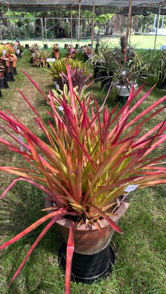 Бромелиевые на выставке в Бангкоке. Часть 2 – Эхмеи, хохенбергии, бильбергии