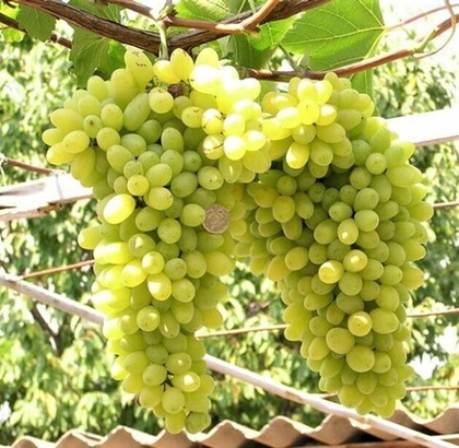 Виноград Лора 1шт