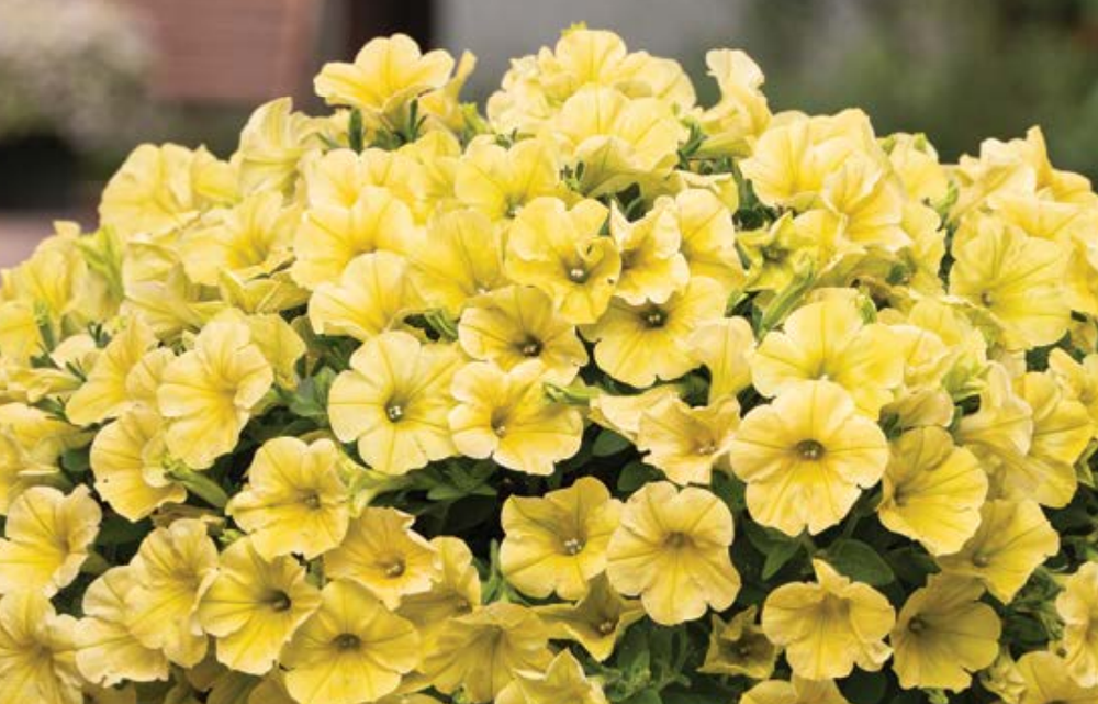 ЕВРО Petunia Capella Sunshine НЕукор черенок конец октября 25