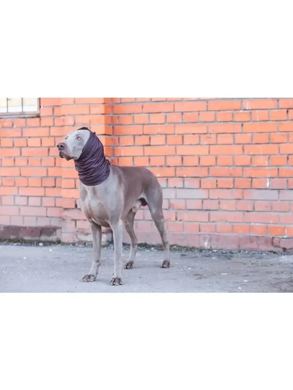 Снуды для собак непромокаемый шапка шарф для животных