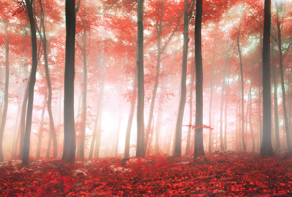 Коллекция Лес