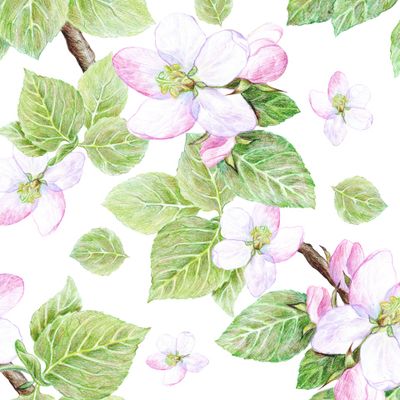 Ветка яблони