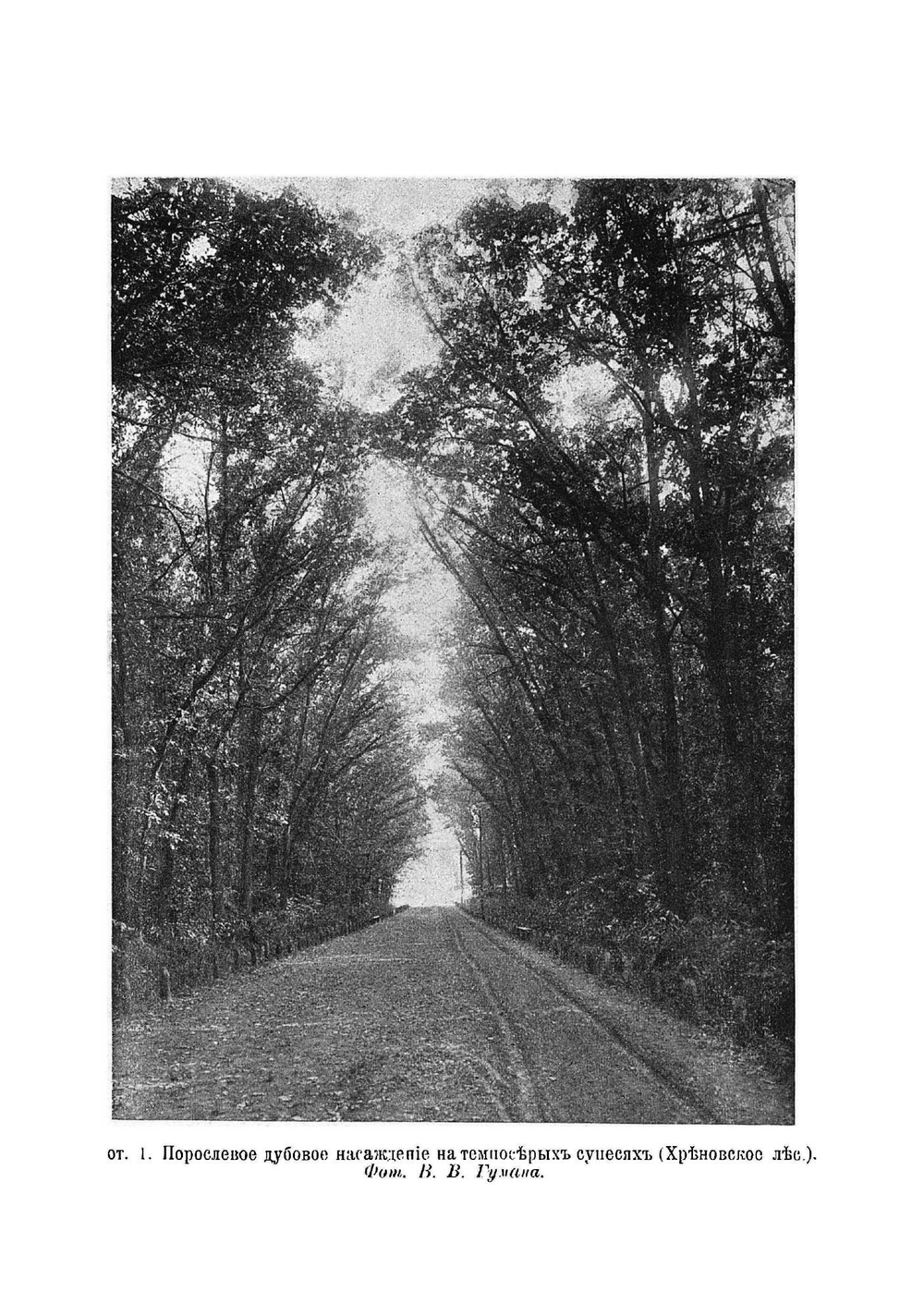 Исследование лесов Воронежской губернии | Морозов Георгий Федорович