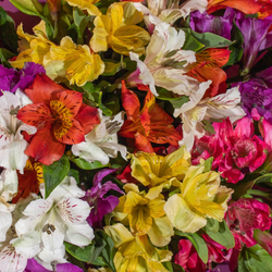 Букет Альстромерия S в ленте (11 веток)