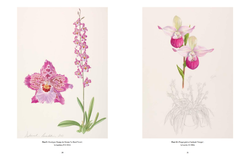 RHS Orchids
