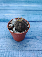 Суккулент Euphorbia Obesa (Эуфорбия)