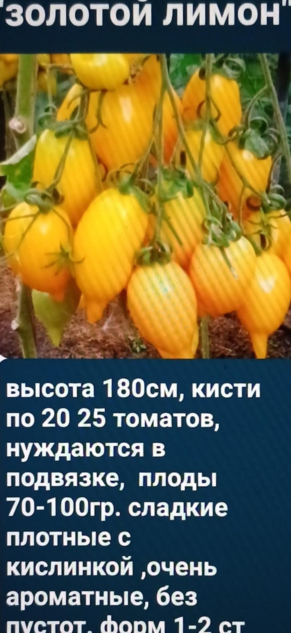РАССАДА ТОМАТОВ ЗОЛОТОЙ ЛИМОН
