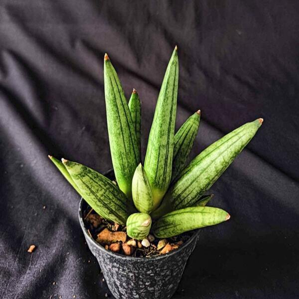 Сансевиерия HEDGEHOG