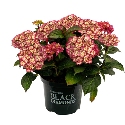 Миднайт Бьюти Ред (Black Diamonds Midnight Beauty Red) С2 Европа весна 2026 г.