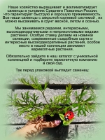 Подснежник Пинвил Дарк Ред Шейдес красный