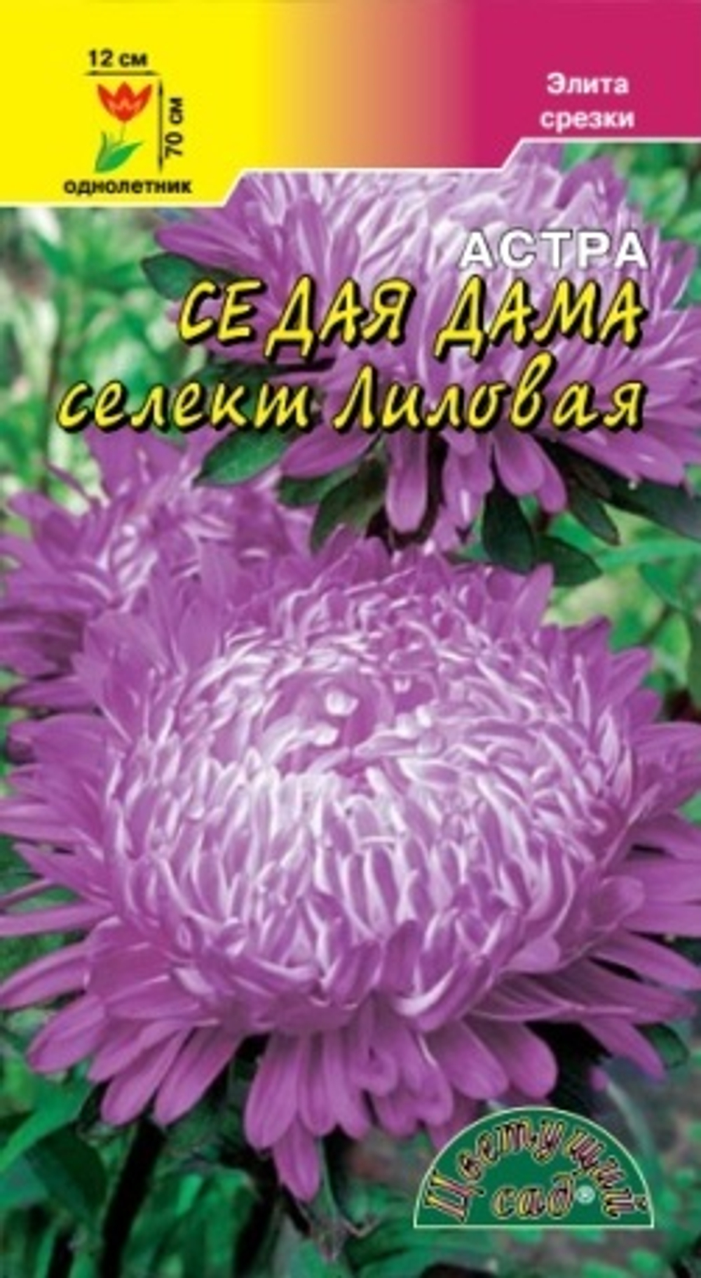 Астра Седая дама селект лиловая