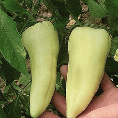 АККОРД F1 семена перца сладкого (Hazera | Alexagro)