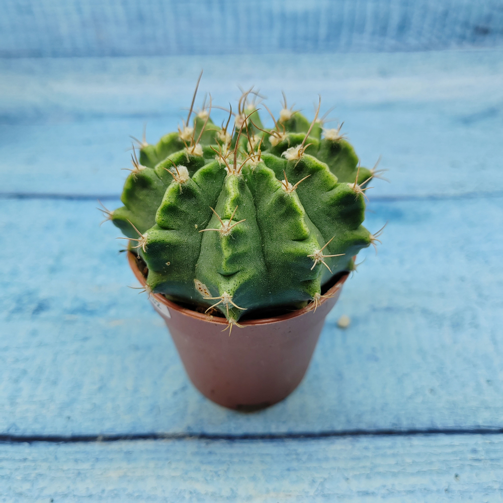 Gymnocalycium Friedrichii (Гимнокалициум)