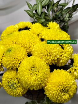 Кустовая хризантема Желтый помпон🌼 к 81 (весна 2026г)