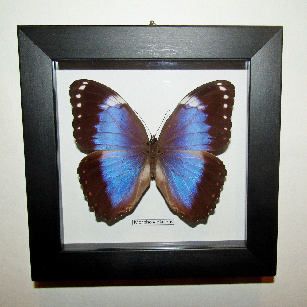 Бабочка Morpho violaceus самец в рамке