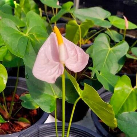 Антуриум Андрэ LEE р. МИНИ