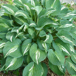 Хоста Снейк Айс С2