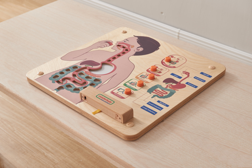 Панель Пищеварительная система