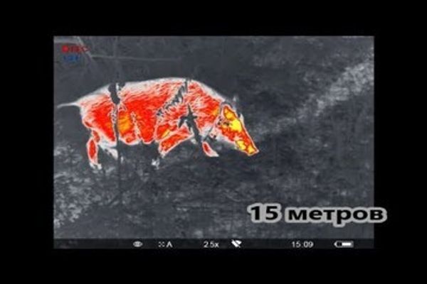 Охота с тепловизором: полное руководство по использованию тепловизионных прицелов днем и ночью