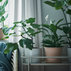 IKEA MUSKOTBLOMMA  (ИКЕА МУСКОТБЛОММА)  -  Цветочный горшок с блюдцем, терракота для помещений/открытого грунта, 15 см