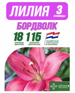 Лилия Луковица, Бордволк, разбор 18/20, 3 шт