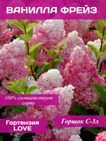 Ванилла Фрейз гортензия метельчатая