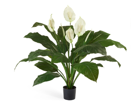 Спацифилум Королевский 80 см