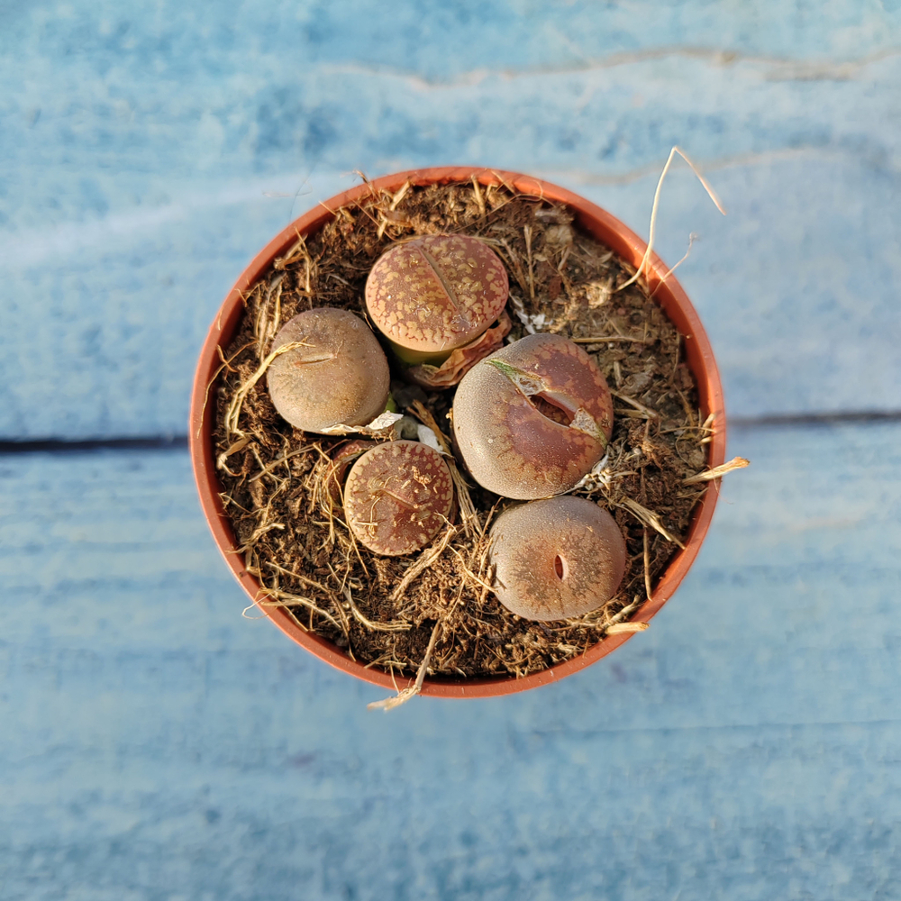 Lithops sp. (Литопсы)