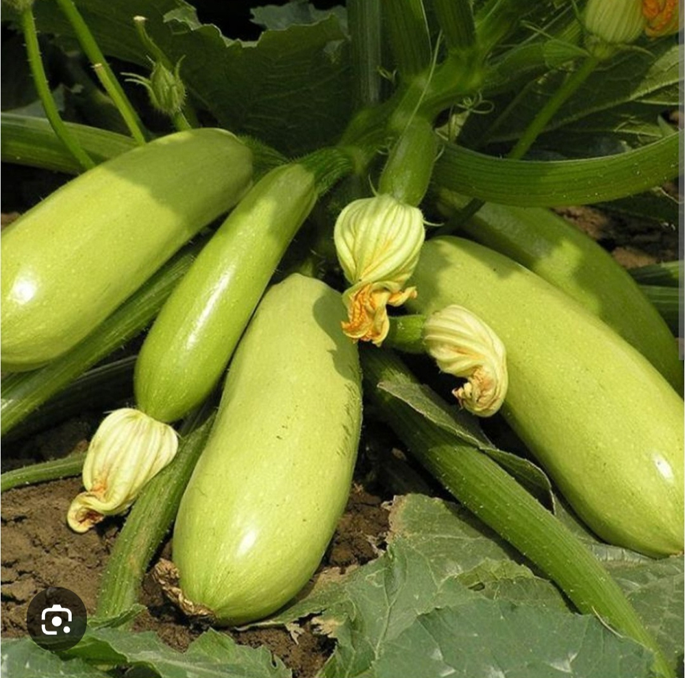 Кабачок Искандер F1 - Eskеnderany F1 1000шт