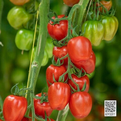 Папелетто F1 семена томата (Rijk Zwaan/Райк Цваан)