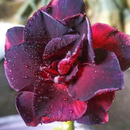 Адениум обесум 050 3-Layer Black