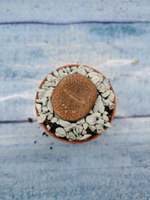 Lithops sp. (Литопсы)