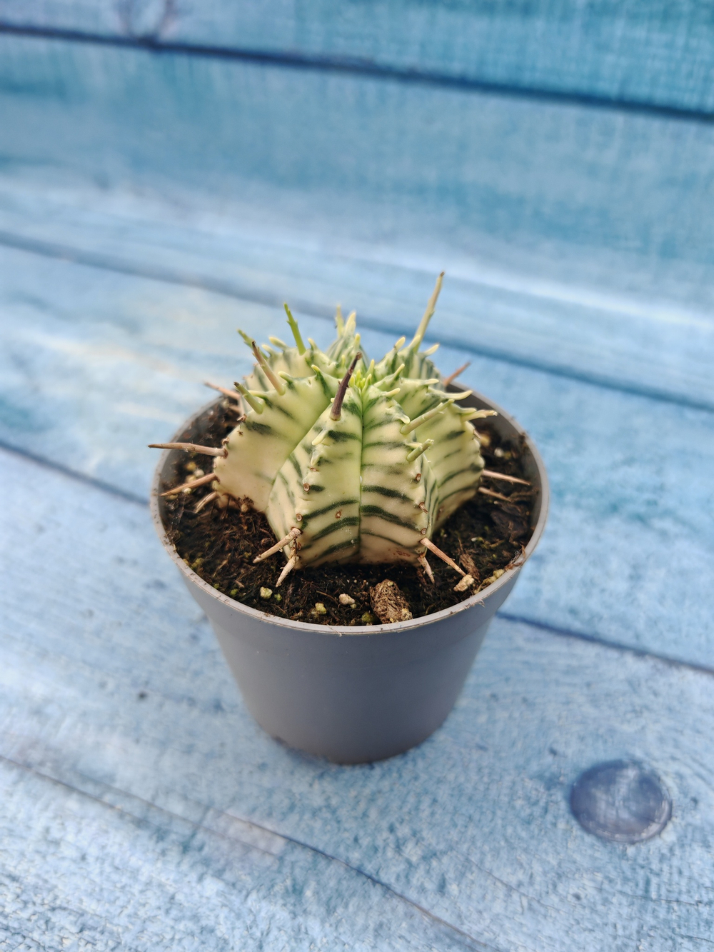 Euphorbia meloformis f. Variegated (Эуфорбия вариегатная)